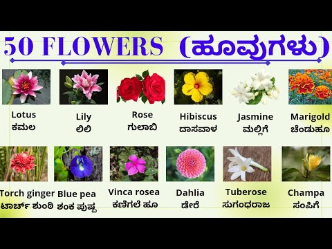 Flowers | Vocabulary | spoken English kannada @kannadamestru