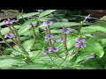 Usos De la Verbena, Propiedades y Beneficios de Verbena  (Verbena officinalis)