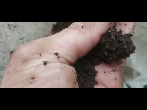 Vermicomposting in potato grow bags