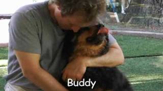 ADOPTED! Buddy - Australian Shepherd / Bernese Mountain Dog Mix - for Adoption