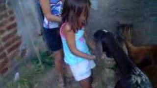 preview picture of video 'Lara alimentando carneiro'
