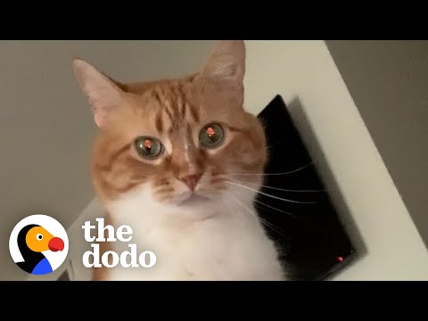 Guy Teaches His Cat To Talk...😹 | The Dodo Cat Crazy