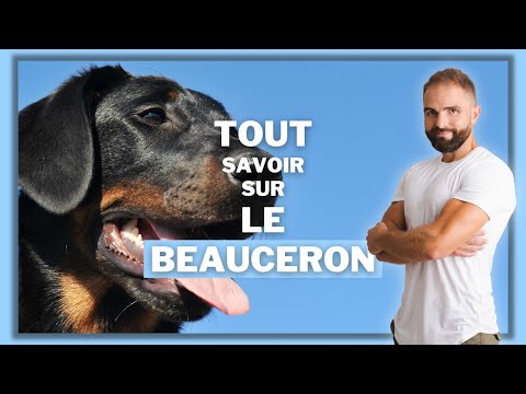 Race de chien Beauceron : caractère, dressage, comportement, santé de ce chien de race...