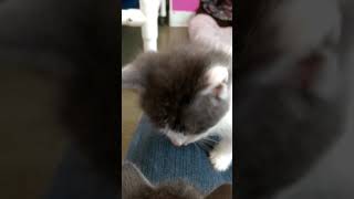 preview picture of video 'FFRC Calisynne's kittens June 6-10 2018'