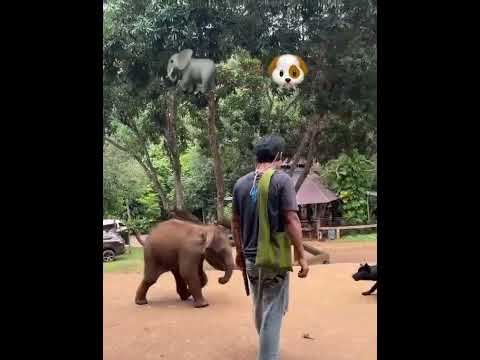 Baby Elephant playing with dog