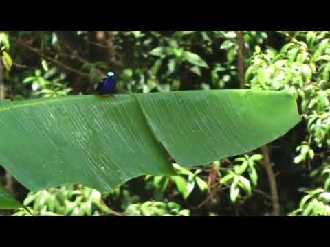 Red legged honeycreeper ( Cyanerpes cyaneus )