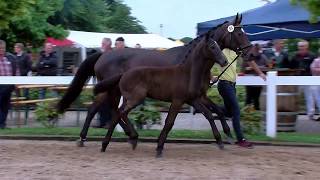 Video van Corridas DB