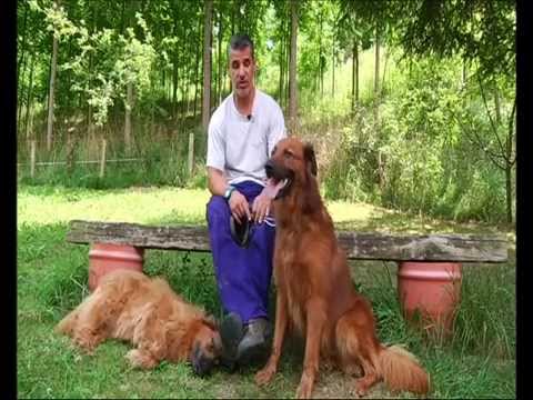 Perro pastor vasco (ILETSUA - GORBEIA)
