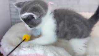 ブリティッシュショートヘアの動画01