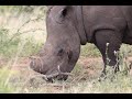 Extreme Close Up Of An Impressive White Rhino 4K