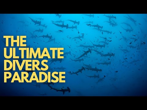 Why Scuba Diving The Galapagos Is #1 On Every Divers Bucket List