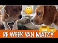 Matzy heeft het heel druk! + GIMDOG winnaars | DierenpraatTV