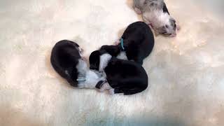 Video preview image #30 Border Collie Puppy For Sale in STRAFFORD, MO, USA