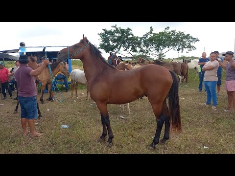 FEIRA DE CAVALOS EM CAMPINA GRANDE-PB 29-07-2026 ALÉM DE BURROS E JUMENTOS 