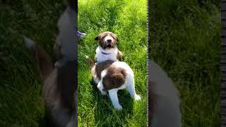 Video preview image #1 Border Collie Puppy For Sale in FARMINGTON, UT, USA