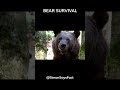 Bear Encounter Tips: Know Your Bears