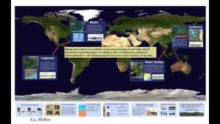 Mangrove Sedimentation and Response to Relative Sea-Level Rise: Visual Abstract