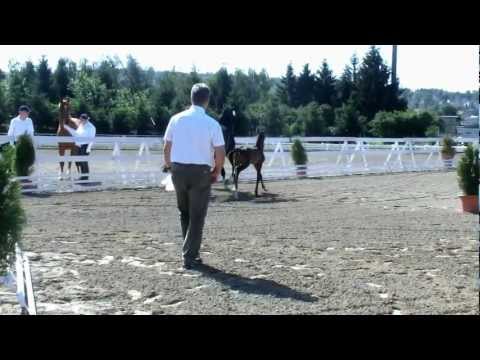 Hengstfohlen von Franziskus - Donnerschlag .wmv