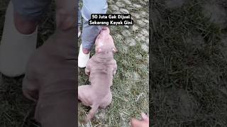 Download lagu Kondisi Anjing Viral 50 Juta Gak Dijual mp3