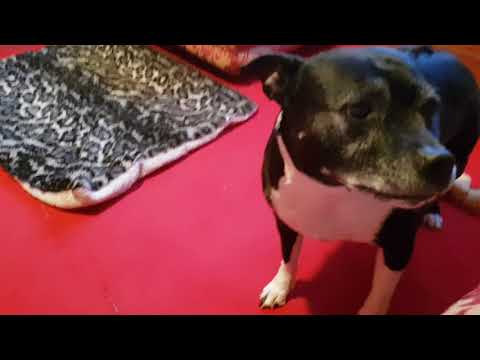 Lyla throws flowers 1st try.....