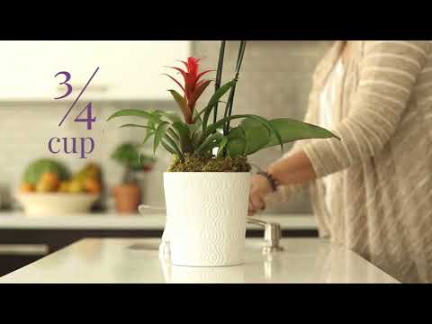 How do I water my Orchid Garden?