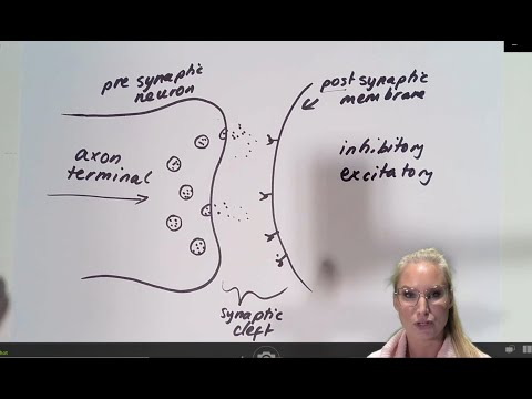 Synaptic transmission - neuronal communication