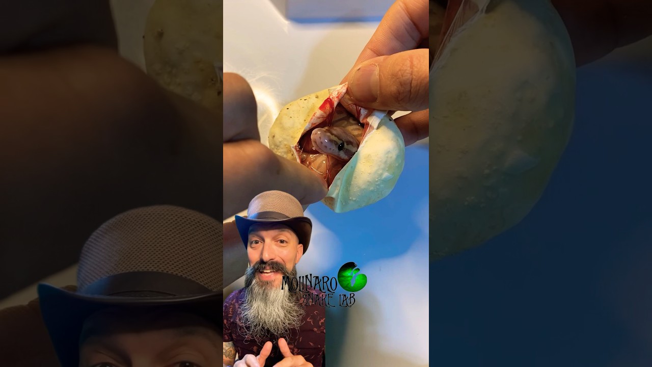 🐍Egg Cutting!🧪 #molinarosnakelab #shorts #ballpython #snakeeggs #royalpython #reptiles #eggcutting