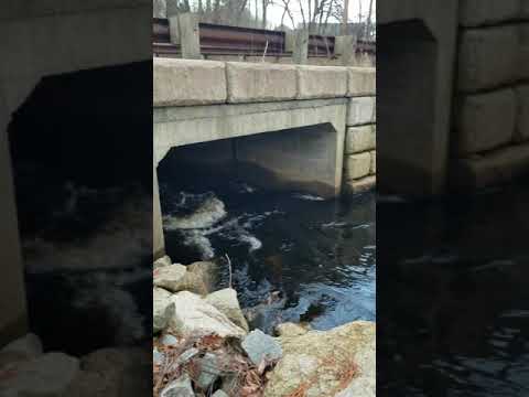 Paseo por Millis, Massachusetts