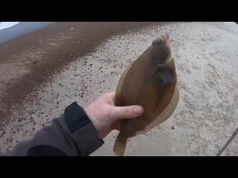 Fishing for dabs and flounder from the shore with spinning tackle