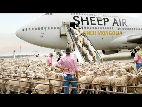 How to export millions of sheep pig cows mordan transport technology