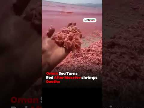 Thousands of Dead Shrimps Wash Ashore as Sea Turns Red | Environmental Concerns Rise