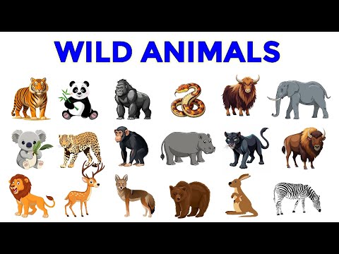 Wild Animals | Wild Animal names | Learn Wild Animals | Wild Animals for kids #wildanimals #animals