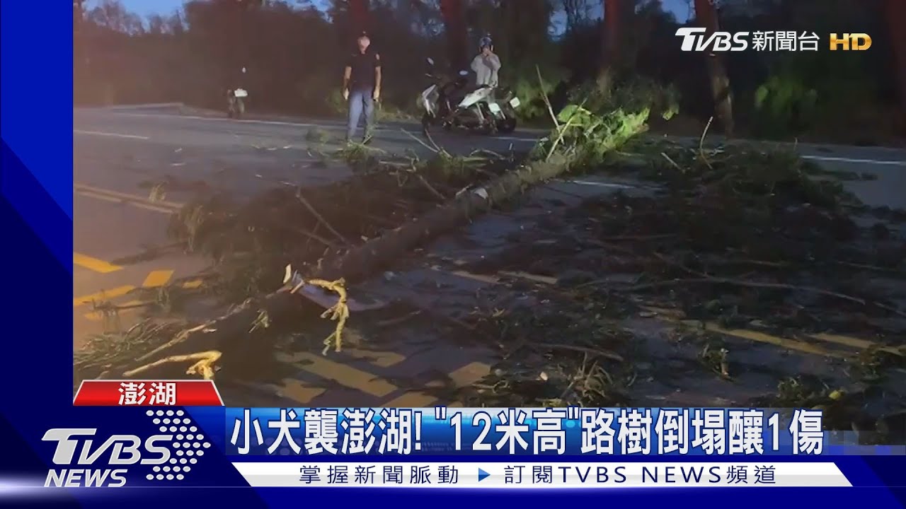 小犬襲澎湖!「12米高」路樹倒塌 釀1傷