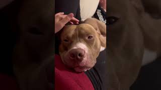 Cute Pitbull Loves Cuddling #shorts #dog