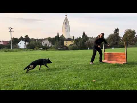 Merily z Jukasu - obedience - 7 months