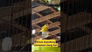 Download lagu Kicau kepodang kintamani siang hari mp3