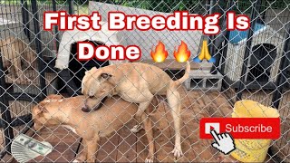 How To Breed Your Pitbull 😱 or Americanbully 🙏