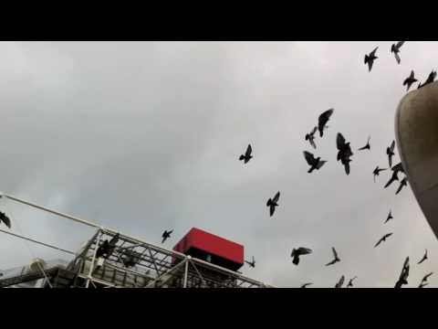 The Pigeon Feeder of Pompidou