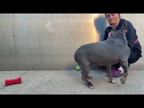 Chara, adoptable American Pit Bull Terrier / Bull Terrier at Chicago Animal Care and Control