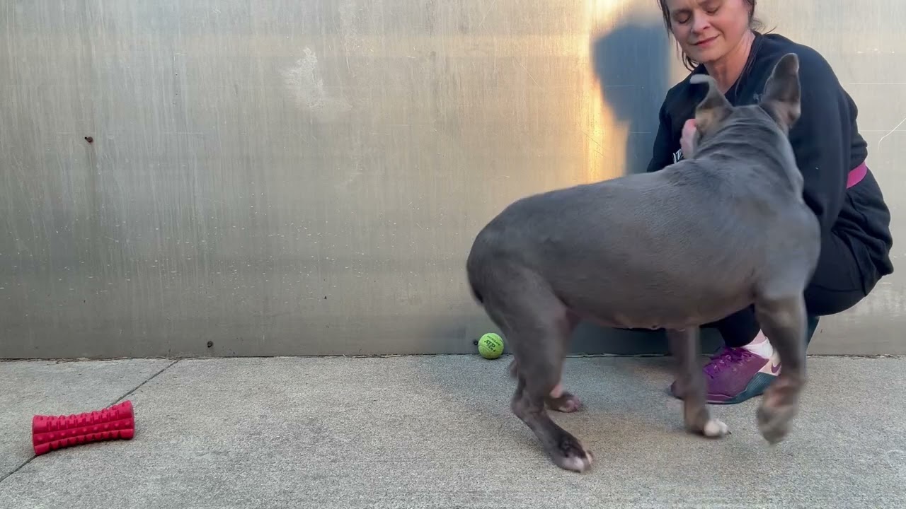 Enlarge Chara, an adoptable mixed breed in Chicago, IL video 2/5
