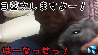 風邪引き猫に眼薬投下！流血はまぬがれない！