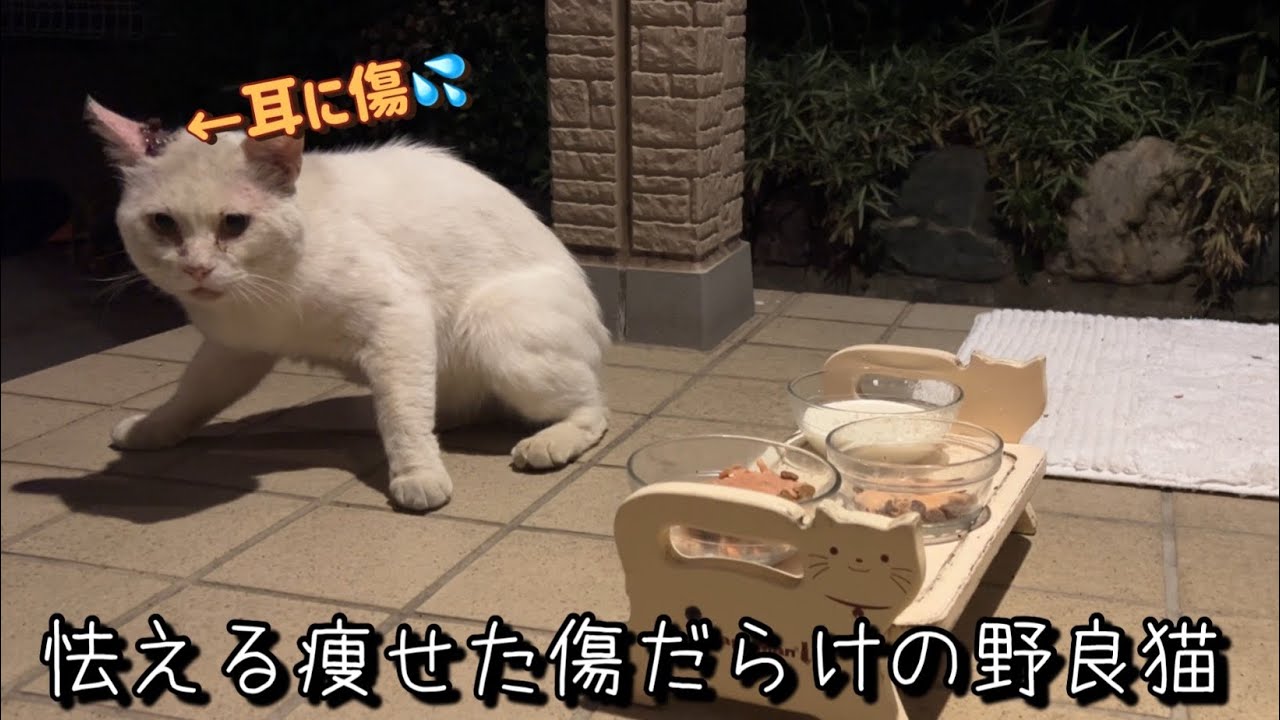 痩せて傷だらけの野良猫が空腹でNNNを頼りにやって来たら…２ヶ月後激変！？