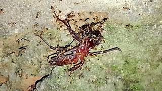 Đàn kiến tha mồi cực đẹp là đây