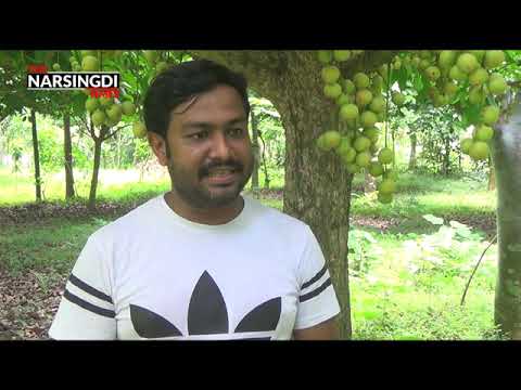 নরসিংদীতে মৌসুমী ফল লটকন চাষ