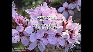 Galerie Fotoserie Sakura Hackenheim Rheinhessen