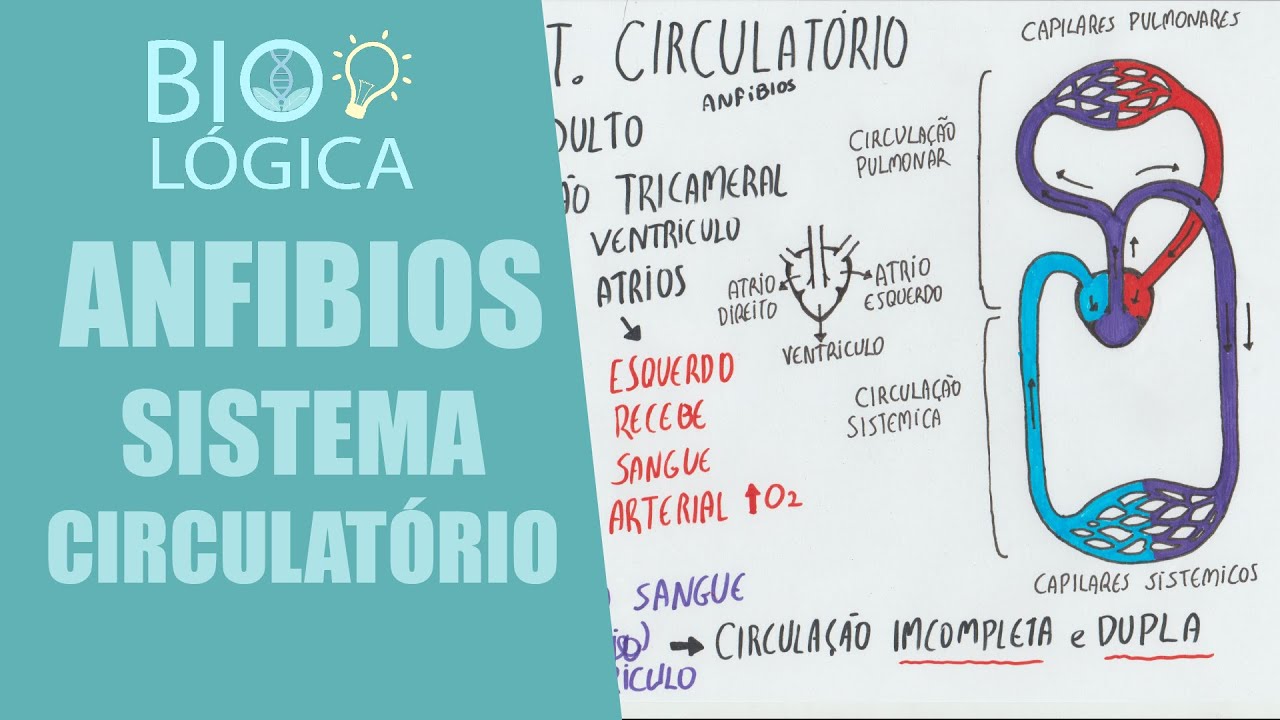 BIO LÓGICA! ANFÍBIOS - SISTEMA CIRCULATÓRIO