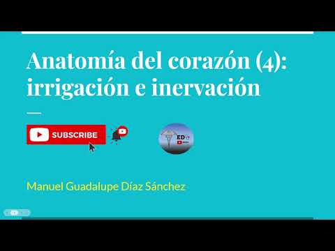 Anatomía del corazón 4: irrigación e inervación