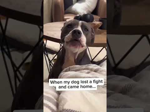 Les chiens sont des idiots partie 136 | compilation de chiens drôles