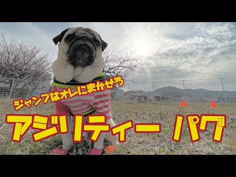 がアジリティー 遊び のサムネイル