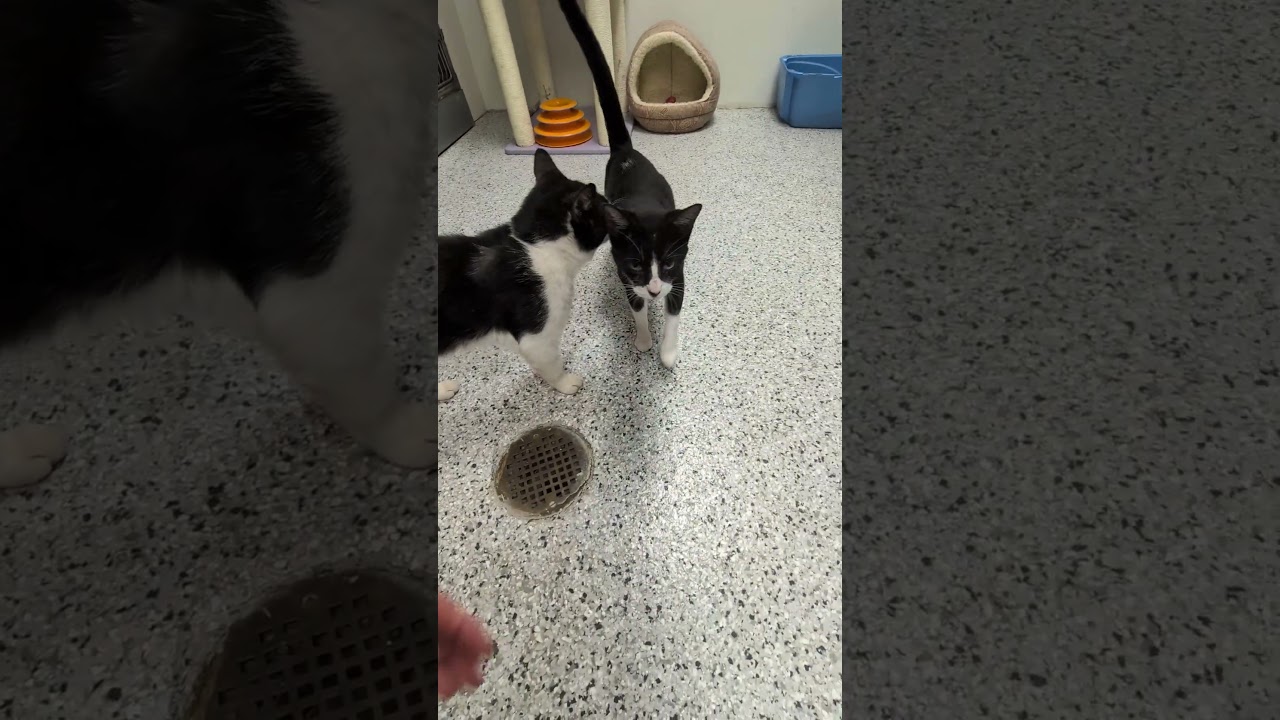 Enlarge Penelope, a ADOPTABLE mixed breed in Mount Carmel, IL video 2/3
